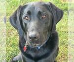 Small #3 Labrador Retriever