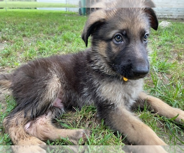 Medium Photo #4 German Shepherd Dog Puppy For Sale in SPRINGFIELD, IL, USA