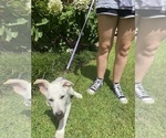 Small #2 German Shepherd Dog
