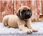 Small Photo #58 Mastiff Puppy For Sale in WAKARUSA, IN, USA