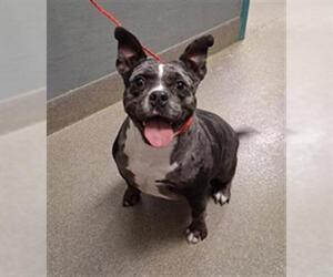 Mutt Dogs for adoption in Las Vegas, NV, USA