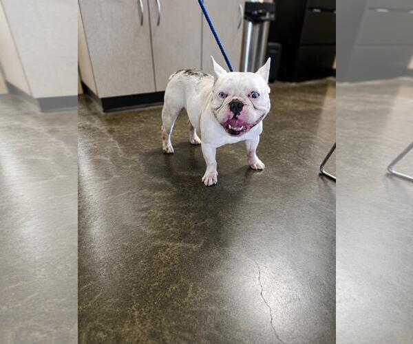 Medium Photo #1 French Bulldog-Unknown Mix Puppy For Sale in Rockwall, TX, USA
