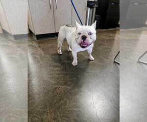 French Bulldog-Unknown Mix Dogs for adoption in Rockwall, TX, USA