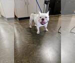 Found stray: Thor - Male French Bulldog-Unknown Mix Dog for Adoption - Small photo