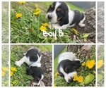 Small Photo #5 Basset Hound Puppy For Sale in LEAVENWORTH, KS, USA