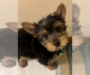 Yorkshire Terrier Puppy for sale in COUNTRY CLUB HILLS, IL, USA