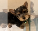 Small Photo #1 Yorkshire Terrier Puppy For Sale in COUNTRY CLUB HILLS, IL, USA