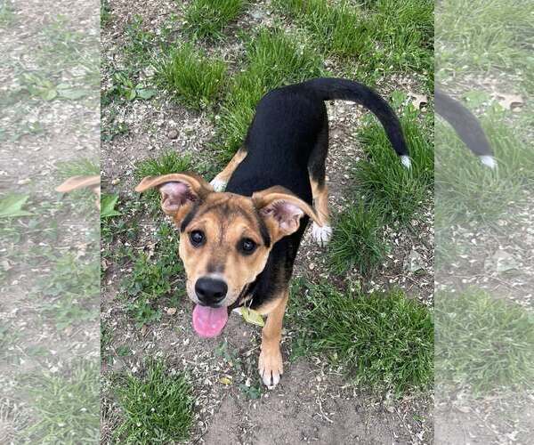 Medium Photo #2 Mutt Puppy For Sale in Mount Laurel, NJ, USA