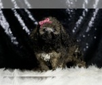 Small #1 Poodle (Miniature)