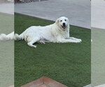Small #1 Great Pyrenees Mix