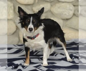Papillon-Spaniel Mix Dogs for adoption in Dana Point, CA, USA