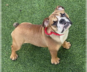Bulldog Dogs for adoption in Lighthouse Point, FL, USA