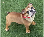 Braydee - Female Bulldog Dog for Adoption - Small photo