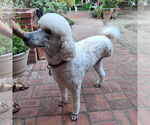Small #2 Poodle (Standard) Mix