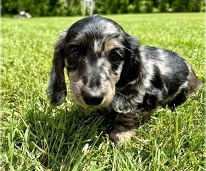 Dachshund Puppy for sale in JOHNSTOWN, PA, USA