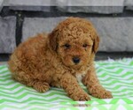 Small Poodle (Miniature)