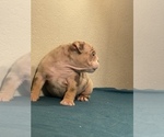 Small Photo #16 English Bulldog Puppy For Sale in SEATTLE, WA, USA
