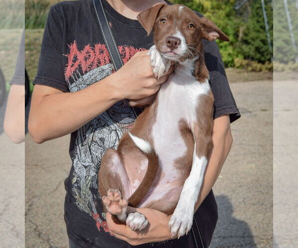 Medium Photo #3 Borador Puppy For Sale in Huntley, IL, USA