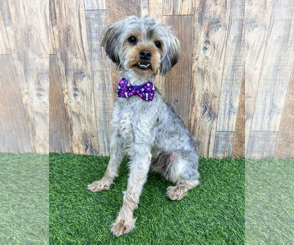 Medium Photo #1 Mutt Puppy For Sale in Corona, CA, USA