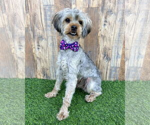 Mutt Dogs for adoption in Corona, CA, USA