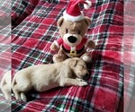 Small Photo #3 Golden Retriever Puppy For Sale in NASHVILLE, NC, USA
