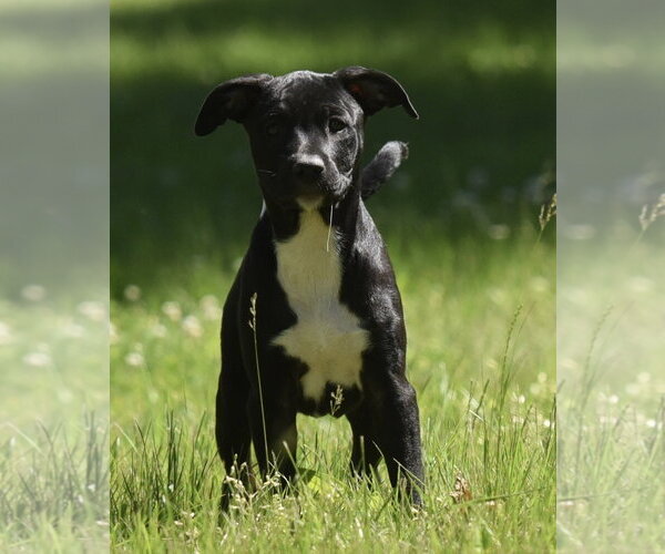 Medium Photo #3 Shepradors Puppy For Sale in Mechanicsburg, PA, USA