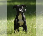 Small #2 Shepradors