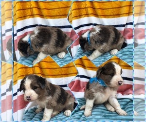 Aussiedoodle Puppy for sale in BLOOMFIELD, MO, USA
