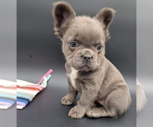 Medium Photo #1 French Bulldog Puppy For Sale in TOPEKA, IN, USA