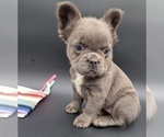 Small Photo #1 French Bulldog Puppy For Sale in TOPEKA, IN, USA