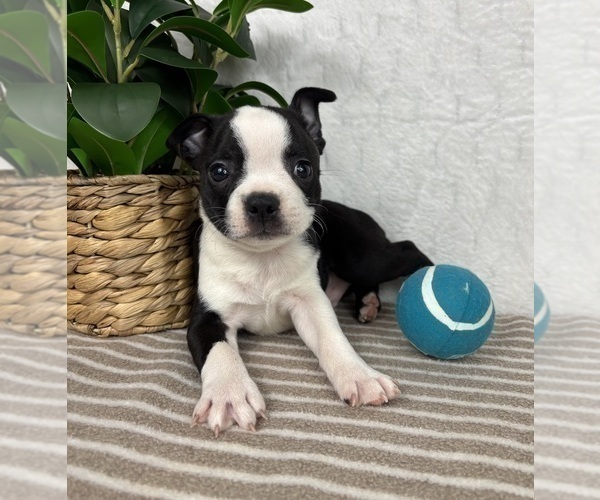Medium Photo #1 Boston Terrier Puppy For Sale in GREENFIELD, IN, USA