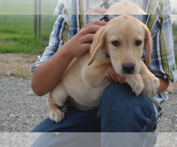 Medium Photo #3 Labrador Retriever Puppy For Sale in GREENWOOD, WI, USA
