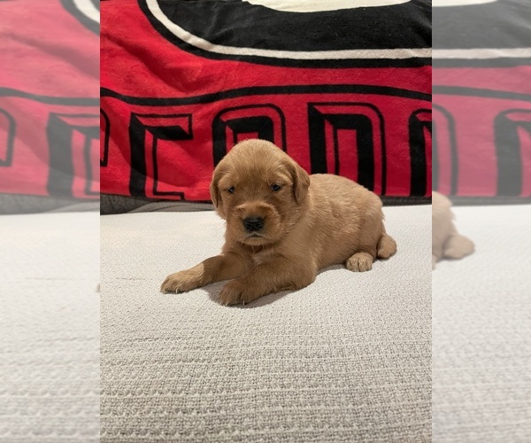 Medium Photo #1 Golden Retriever Puppy For Sale in BISHOP, GA, USA