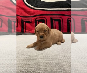 Golden Retriever Puppy for sale in BISHOP, GA, USA