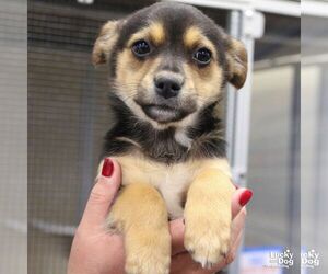 Australian Shepherd-Unknown Mix Dogs for adoption in Washington, DC, USA