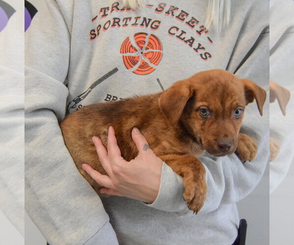 Medium Photo #2 Catahoula Leopard Dog-Labrador Retriever Mix Puppy For Sale in Huntley, IL, USA