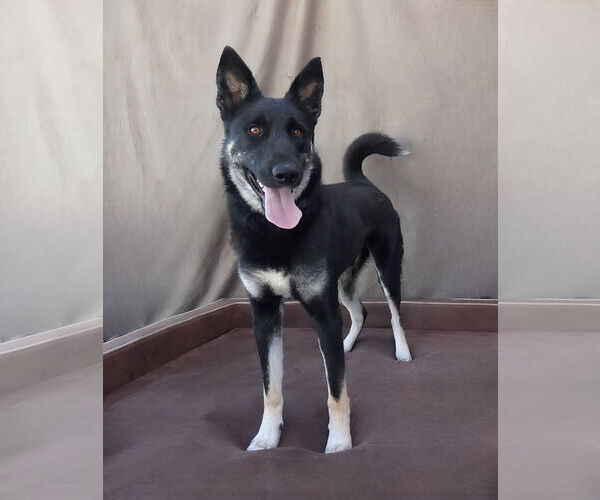 Medium Photo #3 German Shepherd Dog Puppy For Sale in Pasadena, CA, USA