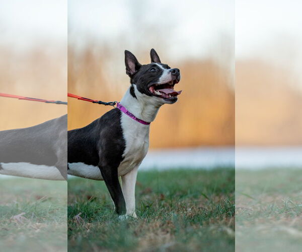 Medium Photo #4 American Staffordshire Terrier-Unknown Mix Puppy For Sale in Sykesville, MD, USA