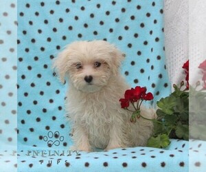 Maltese Puppy for sale in RISING SUN, MD, USA