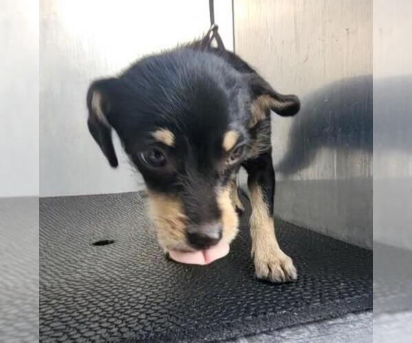 Medium Photo #1 Mutt Puppy For Sale in San Antonio, TX, USA