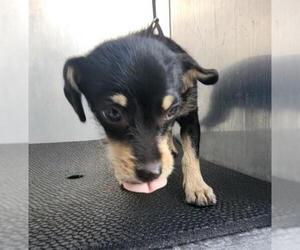Mutt Dogs for adoption in San Antonio, TX, USA