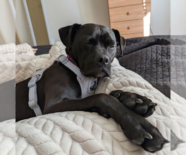 Medium Photo #11 American Pit Bull Terrier-Unknown Mix Puppy For Sale in Fargo, ND, USA