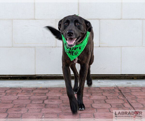 Medium Photo #11 Labrador Retriever-Unknown Mix Puppy For Sale in Clovis, CA, USA