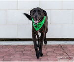 Small #10 Labrador Retriever Mix