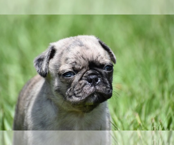 Medium Photo #7 Pug Puppy For Sale in PALM COAST, FL, USA