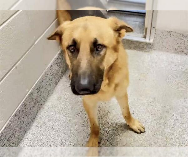 Medium Photo #2 German Shepherd Dog Puppy For Sale in Houston, TX, USA