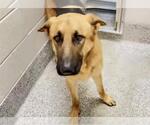 Small #1 German Shepherd Dog