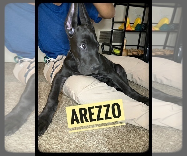 Medium Photo #10 Great Dane Puppy For Sale in COLUMBUS, OH, USA