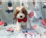 Tater - Male Poodle (Miniature) Puppy for Sale - Photo #5