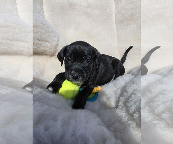 Medium Photo #2 Boxador Puppy For Sale in SHERBURNE, NY, USA